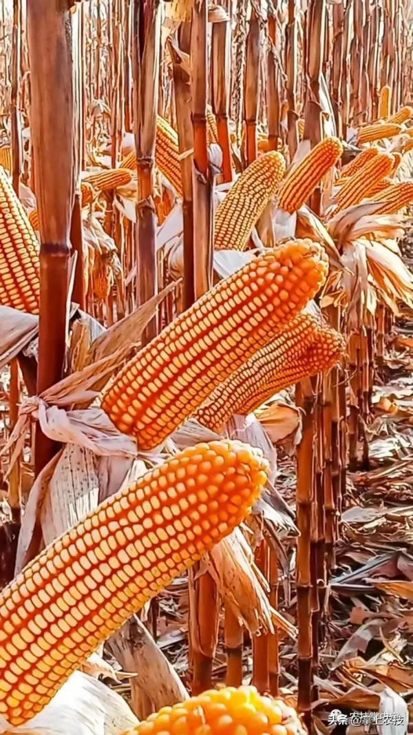 玉米高產栽培技術|合理密植是關鍵 玉米高產栽培技術|合理密植是關鍵