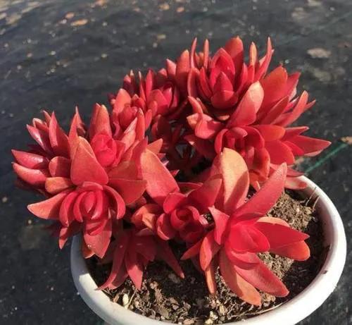 9月以後養多肉火祭,做好4件事,輕鬆爆崽上色,美極了 9月以後養多肉火祭,做好4件事,輕鬆爆崽上色,美極了