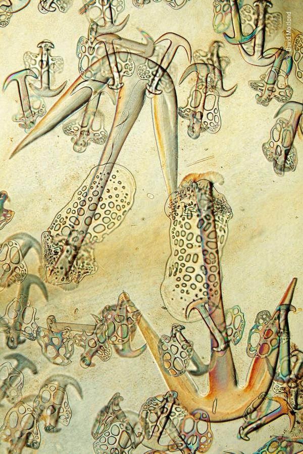 2018年度最佳野生動物攝影作品圖集