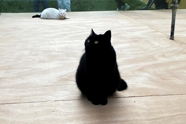 一覺醒來,我魚呢? 一覺醒來,我魚呢?