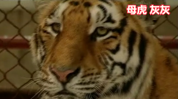 動物園裡一對獅虎情投意合，講述獅虎愛情故事，結果如何？