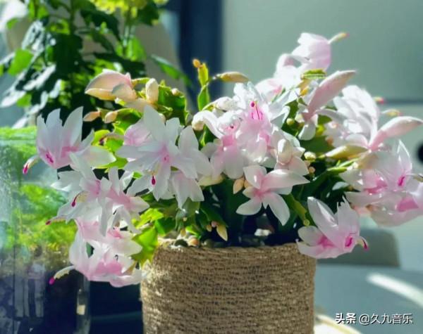 分享——美麗動人的蟹爪蘭