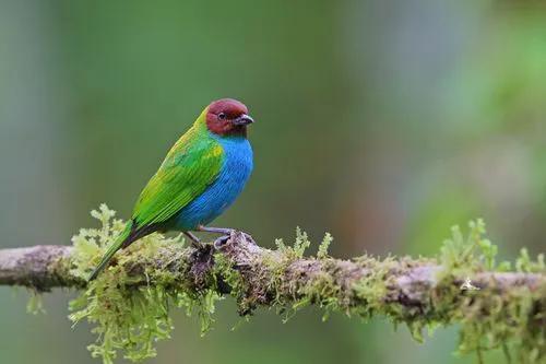 唐加拉雀集合，30只小小鳥