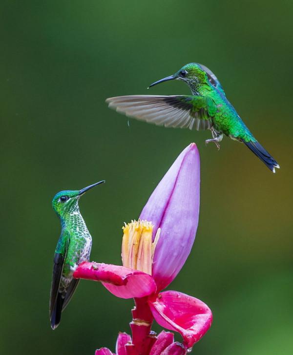 樹上的鳥兒成雙對,綠水青山帶笑顏 樹上的鳥兒成雙對,綠水青山帶笑顏