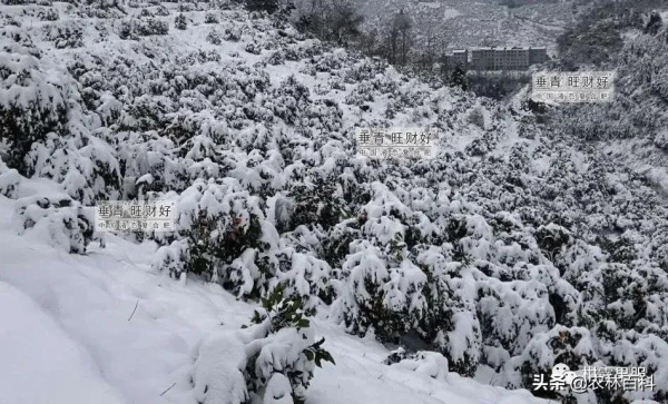 全國大降溫，受凍後的果樹如何恢復？
