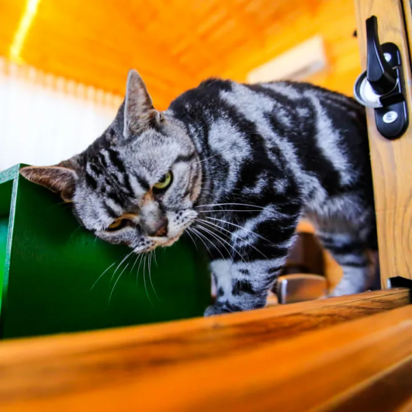 小貓,你好 小貓,你好