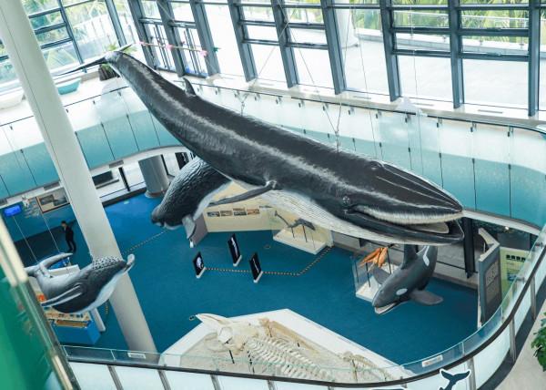 “邂逅”南海鯨靈！相約博物館赴一場奇遇