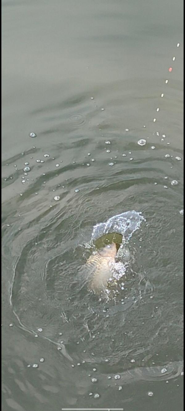 鋼鐵釣魚人 越下雪 越釣魚