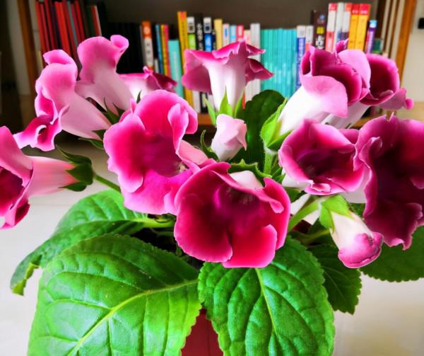 天生“怕曬”的7種花，曬太陽容易黃葉，放陰涼地反而綠油油的