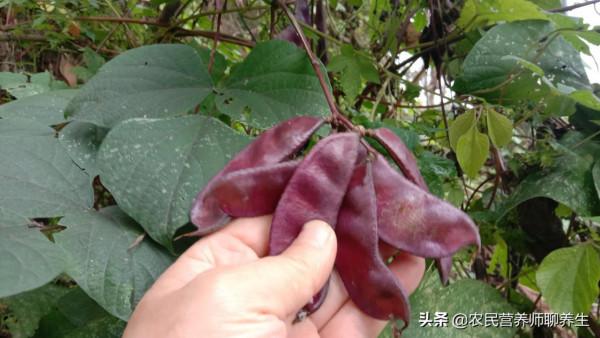 常吃紫扁豆有啥好處，青春靚麗，好多人不知道它的價值
