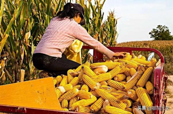 播種玉米行距和株距是多少，產量比較高？老人的經驗太豐富了