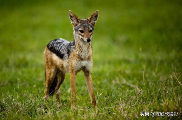 那庫魯保護區,成全你的瀟灑與冒險 那庫魯保護區,成全你的瀟灑與冒險