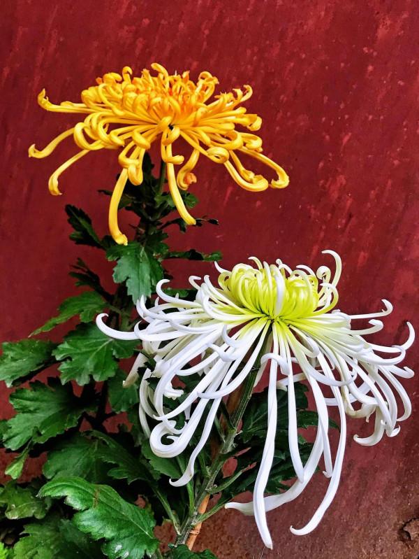 梅、蘭、竹、菊四君子的排名