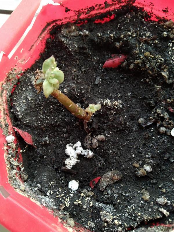 沒錯，我就是那個又菜又愛玩的養肉人