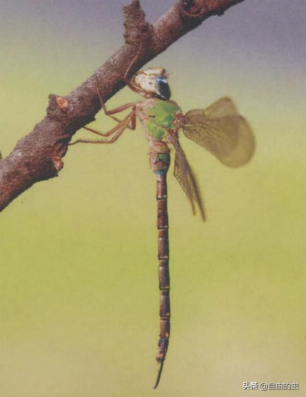 蜻蜓目之跳長尾蜓
