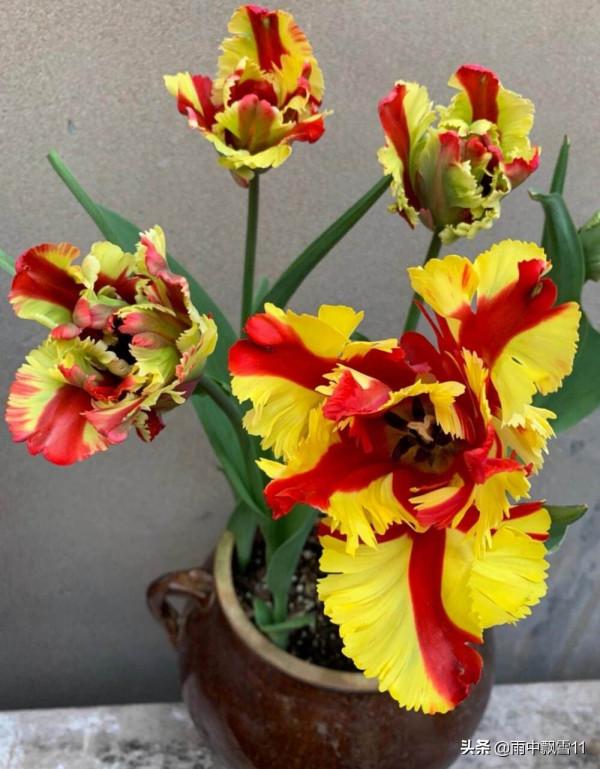 盆栽鬱金香，做好這5點，花開豔麗美如畫，妝點居家必備花