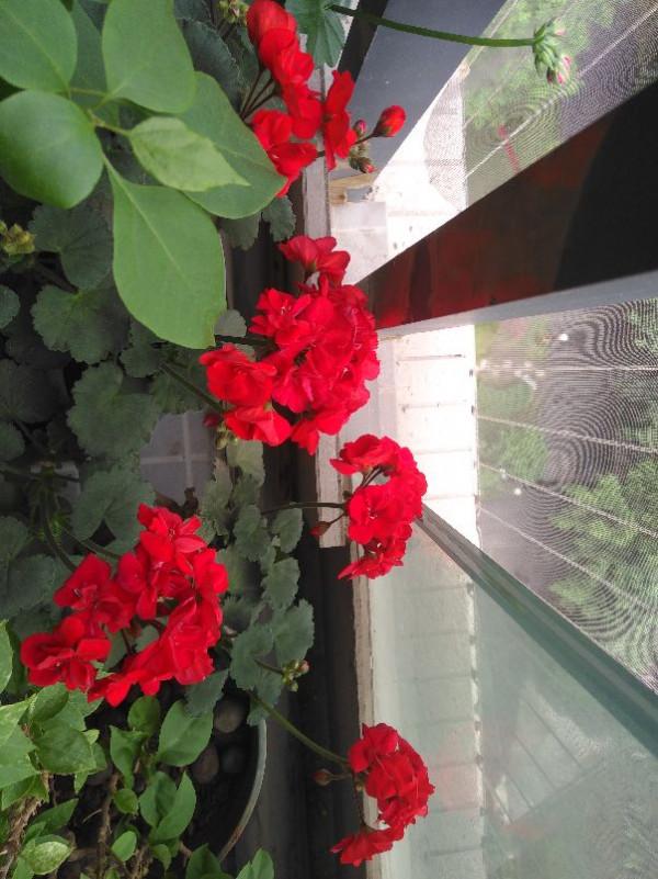 你是否也一樣,遇到漂亮的花花忍不住拍一拍 你是否也一樣,遇到漂亮的花花忍不住拍一拍