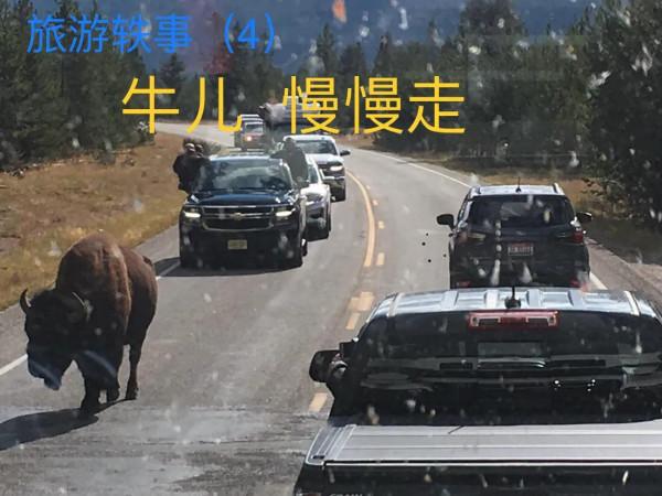 旅遊軼事（4） 牛兒啊，你慢些走 現代版動物保護片段
