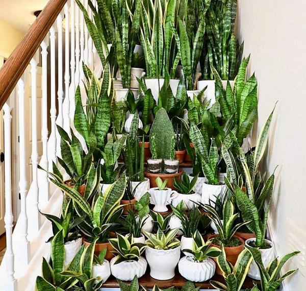 5種漂亮花，冬天“愛睡覺”，少水“缺糧”多曬曬才能長得好