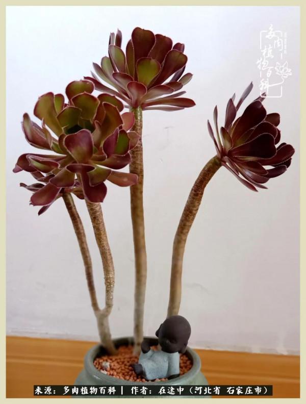 落葉知秋,願你安好 落葉知秋,願你安好