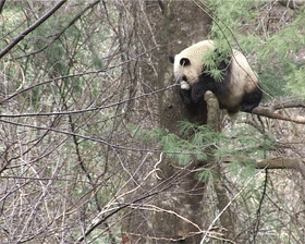 出沒於秦嶺的野生熊貓，是山中帶毛修行的真隱士