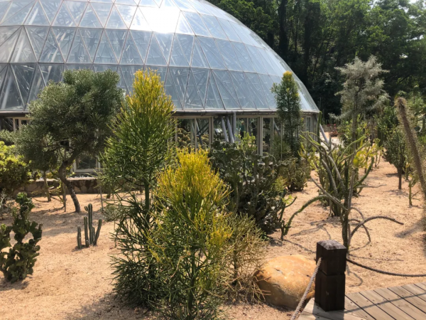 學會搭配這8種園藝植物，讓你的花園收穫一個有趣的靈魂