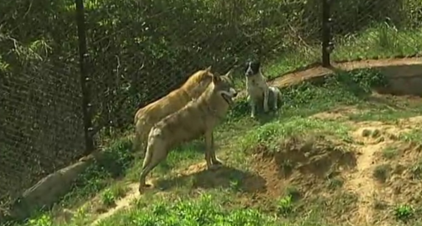 義母花犬哺育狼幼崽，入狼群和大灰談戀愛，動物的愛情也是愛情