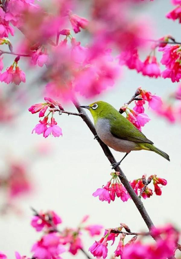 分享圖片——最美的鳥語花香集錦