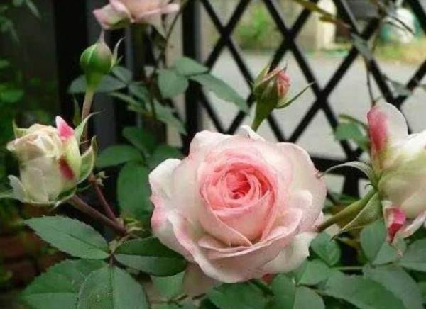 “小黑飛”肆虐，澆水加一點“蚊香”，無異味，比殺蟲劑強太多