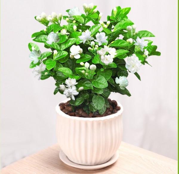 使用這個水溶肥,有效幫你解決,遇到茉莉花黃葉問題不用愁 使用這個水溶肥,有效幫你解決,遇到茉莉花黃葉問題不用愁