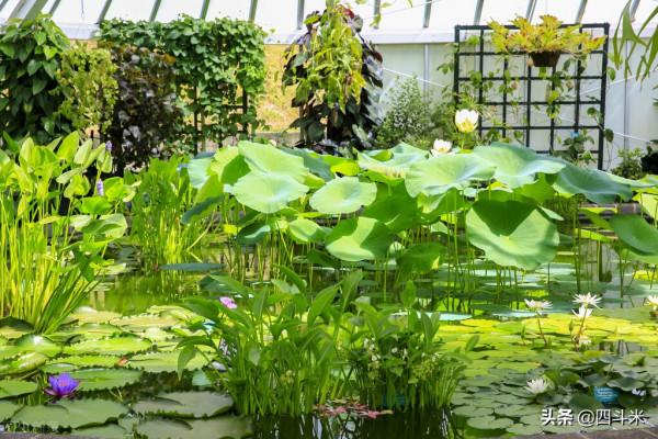 我為玉腰015 | 老師刻意針對？學生故意為之？簡化字說，我不背這鍋