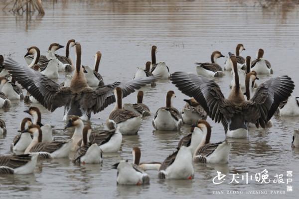 一道亮麗風景：美麗雁鵝翩翩起舞宿鴨湖