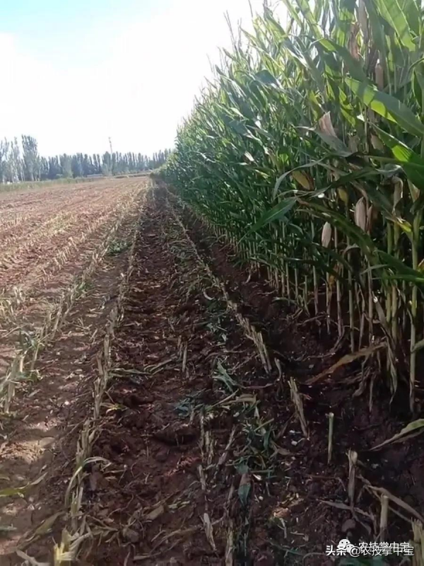 玉米種子質量指標之種子純度｜教你田間鑑別種子純度