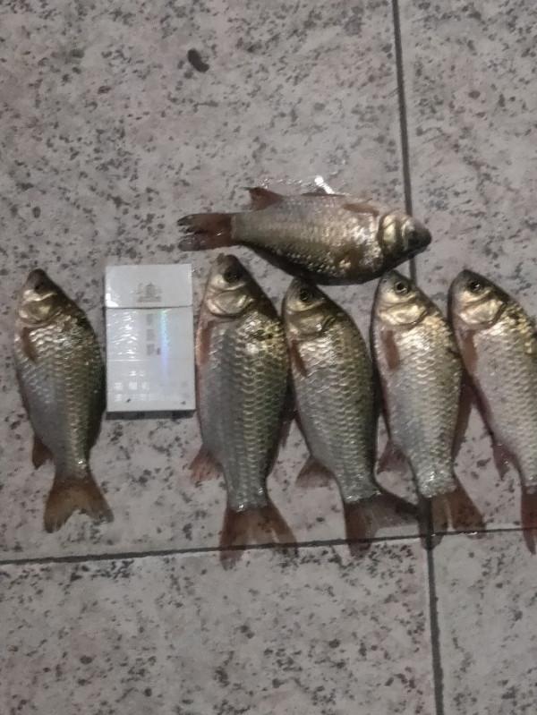 記住以下幾點大板鯽拉到手軟 記住以下幾點大板鯽拉到手軟