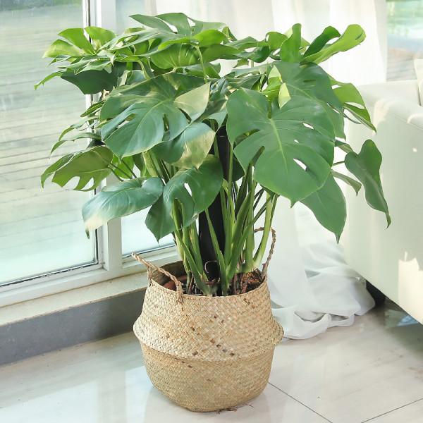 10種&OpenCurlyDoubleQuote;漂亮花&rdquo;，客廳不見光，一樣長爆盆，大氣又漂亮