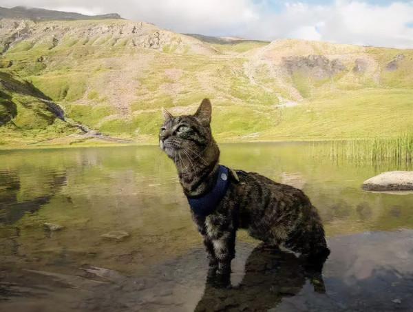 十二星座都適合養什麼貓?看到天蠍座的,不好意思沒忍住笑哈哈哈 十二星座都適合養什麼貓?看到天蠍座的,不好意思沒忍住笑哈哈哈