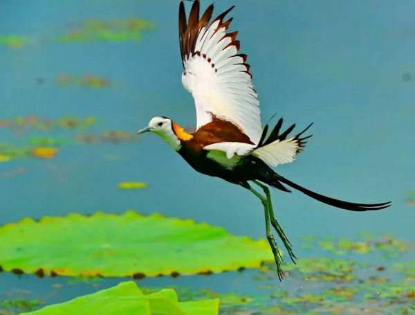 珍稀鳥兒60種，喜歡的來看了