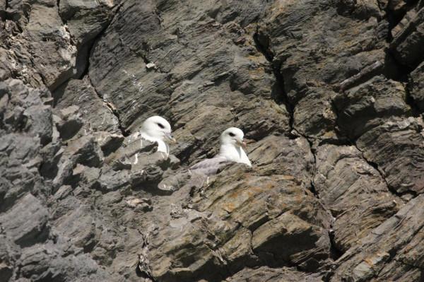 會噴“臭油”自衛的鳥,被它射出的油命中,鷹也會失去飛行能力 會噴“臭油”自衛的鳥,被它射出的油命中,鷹也會失去飛行能力