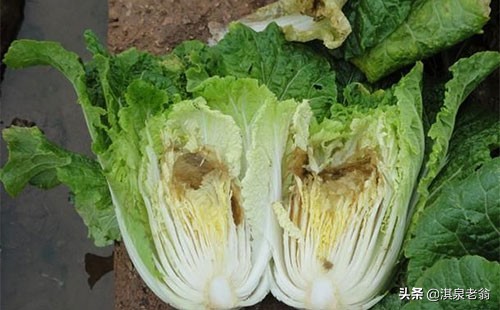 大白菜軟腐病如何防治？我為你出招