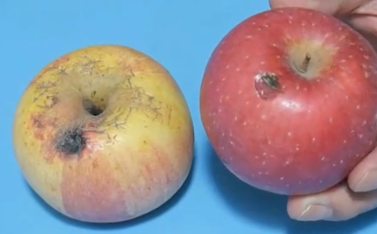 食物部分壞了還能吃嗎？關鍵得區分這幾種情況