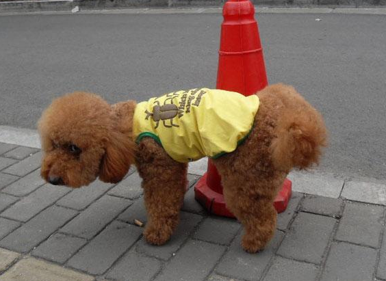泰迪犬走丟了,一般會躲哪裡?有可能是這幾個地方 泰迪犬走丟了,一般會躲哪裡?有可能是這幾個地方