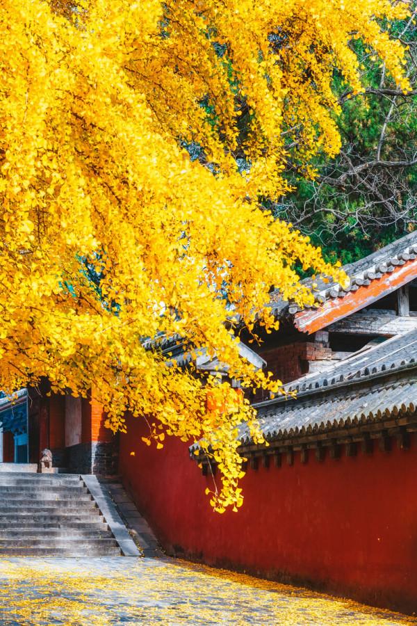 一省一秋!各省秋色“當紅”代言人,你的家鄉上榜了嗎? 一省一秋!各省秋色“當紅”代言人,你的家鄉上榜了嗎?