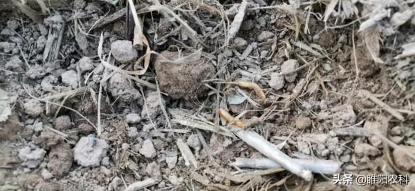 噻蟲嗪這些新的使用方法，操作更簡單，殺蟲效果更好