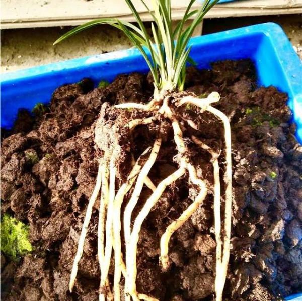 草炭在蘭花中的應用經驗分享,過程詳實圖文並茂,一看就懂了 草炭在蘭花中的應用經驗分享,過程詳實圖文並茂,一看就懂了