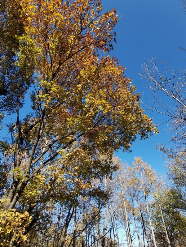 喇叭溝門——秋季賞楓賞白樺 喇叭溝門——秋季賞楓賞白樺