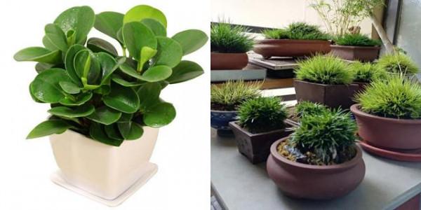 “100種花”適合養在陽臺上，一個比一個好看，還很好養護