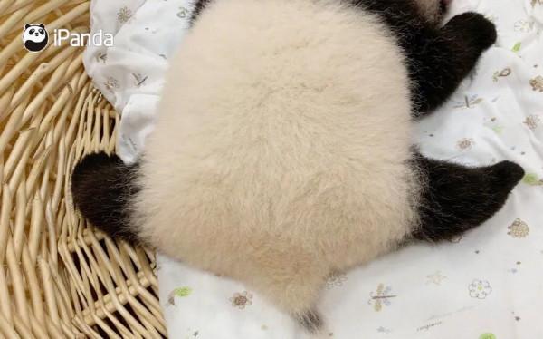 國寶大熊貓居然會這種技能