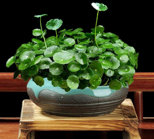 人養花,花亦養人!家居盆花20種,漂亮又實用,總有一款你喜歡 人養花,花亦養人!家居盆花20種,漂亮又實用,總有一款你喜歡