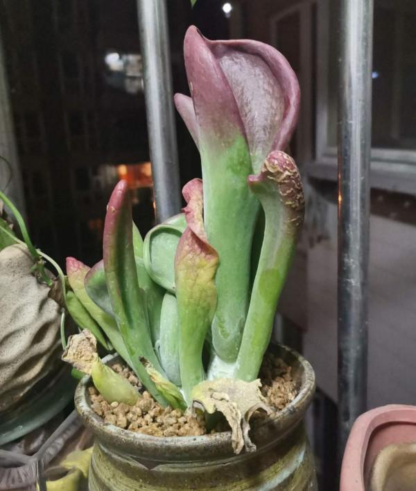 植物也有“肉食性”的,4種食蟲植物,養在家裡能“滅蚊” 植物也有“肉食性”的,4種食蟲植物,養在家裡能“滅蚊”