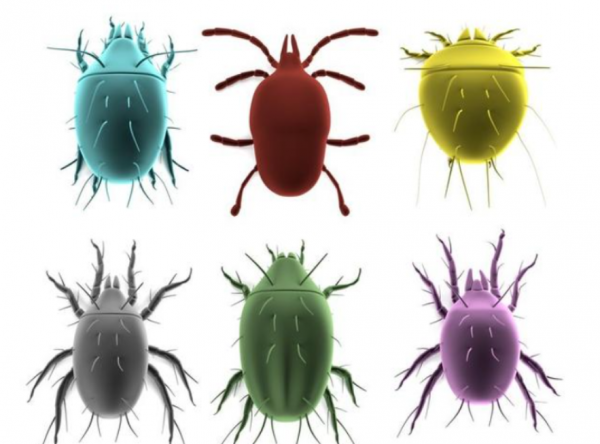 曬被子後有“太陽味”,是因為蟎蟲被烤焦了?科學家:太陽的功勞 曬被子後有“太陽味”,是因為蟎蟲被烤焦了?科學家:太陽的功勞